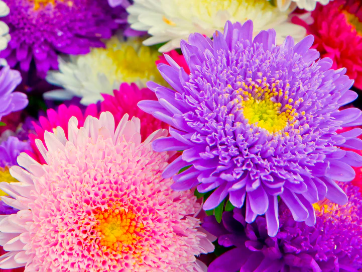 Powder Puff Mix China Aster - Image 9