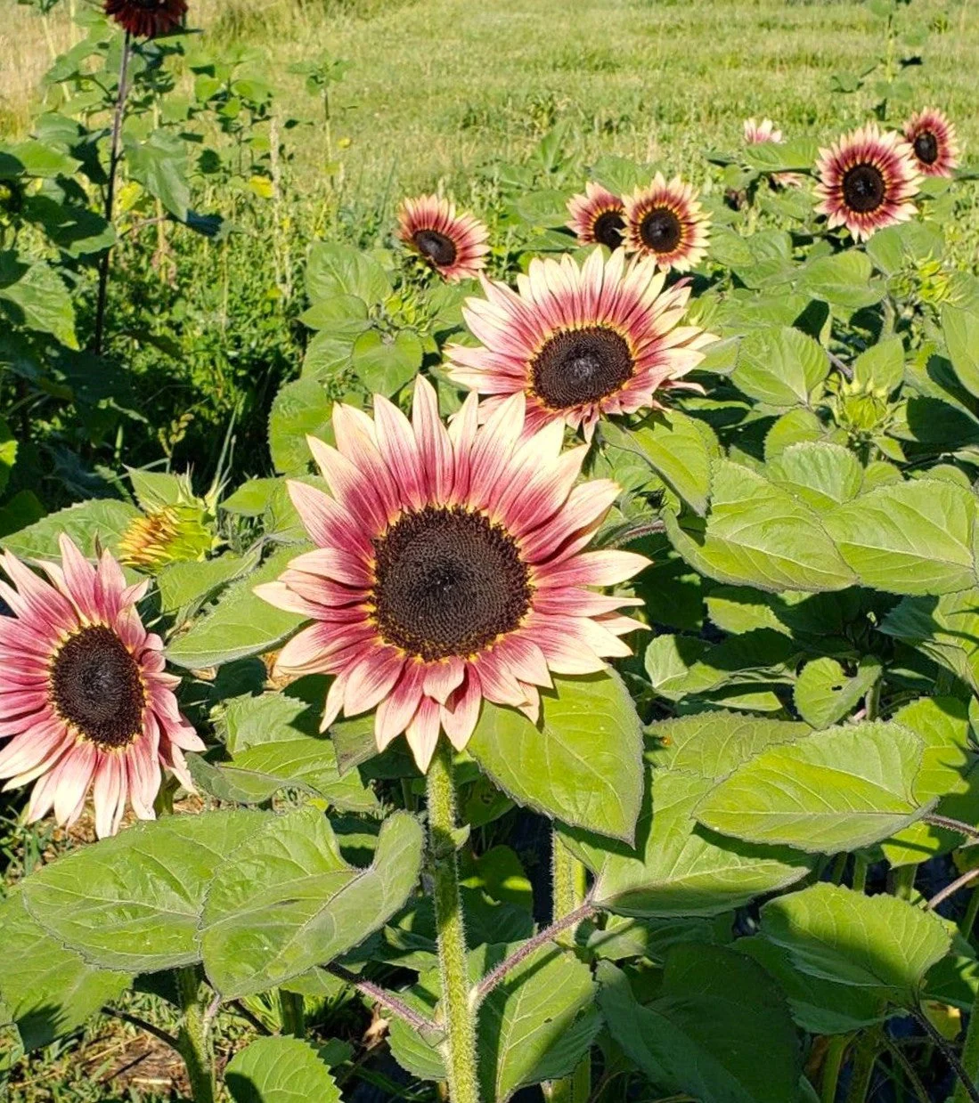 ProCut Plum Sunflower - Image 2