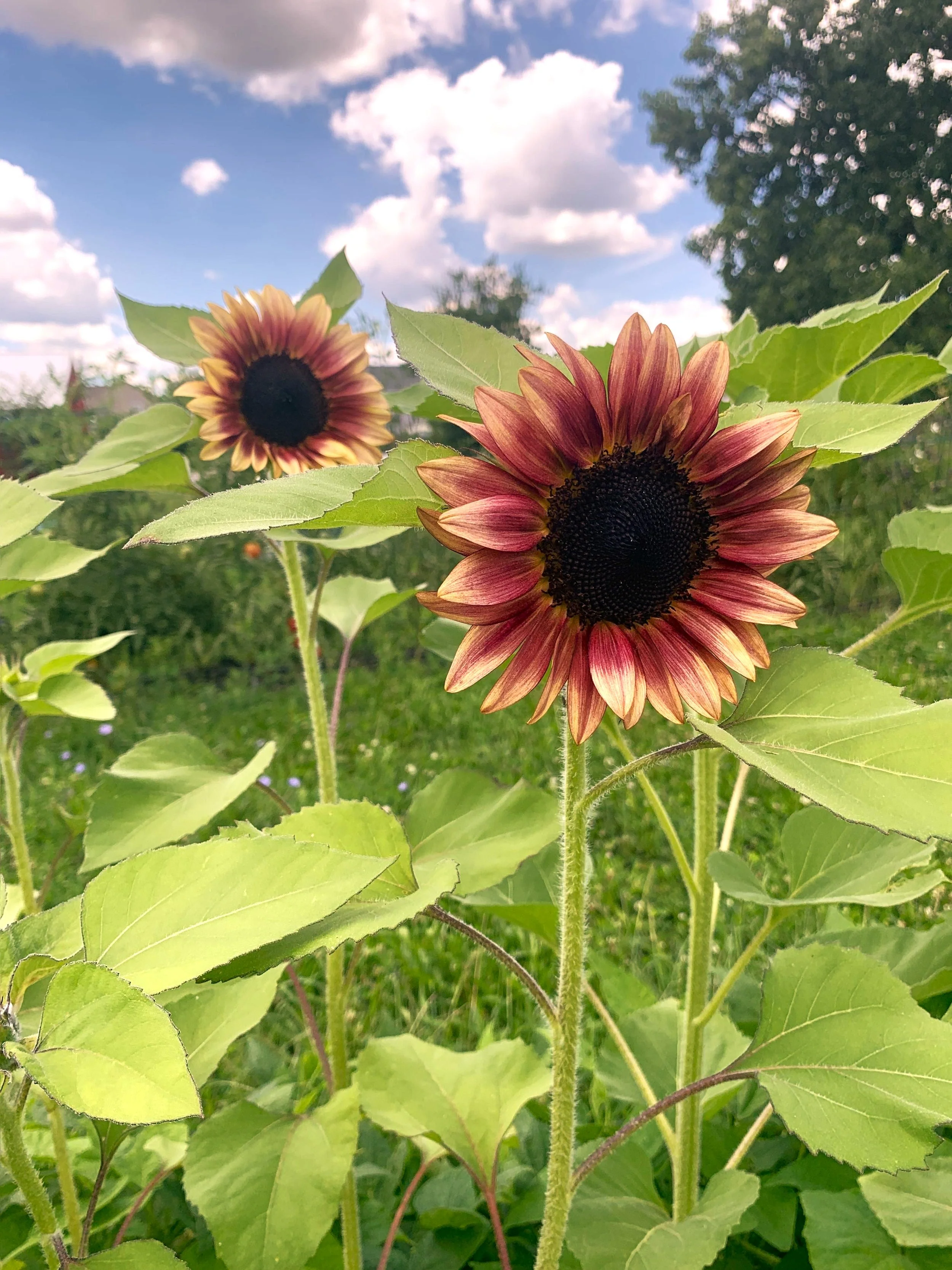 ProCut Plum Sunflower - Image 3