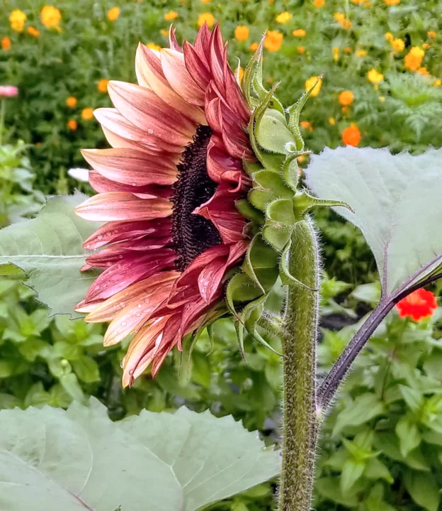 ProCut Plum Sunflower - Image 4