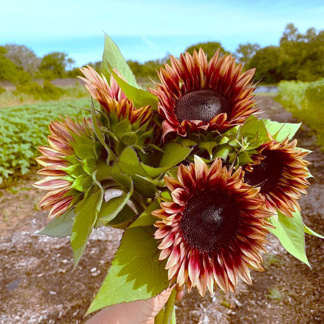 ProCut Plum Sunflower - Image 5