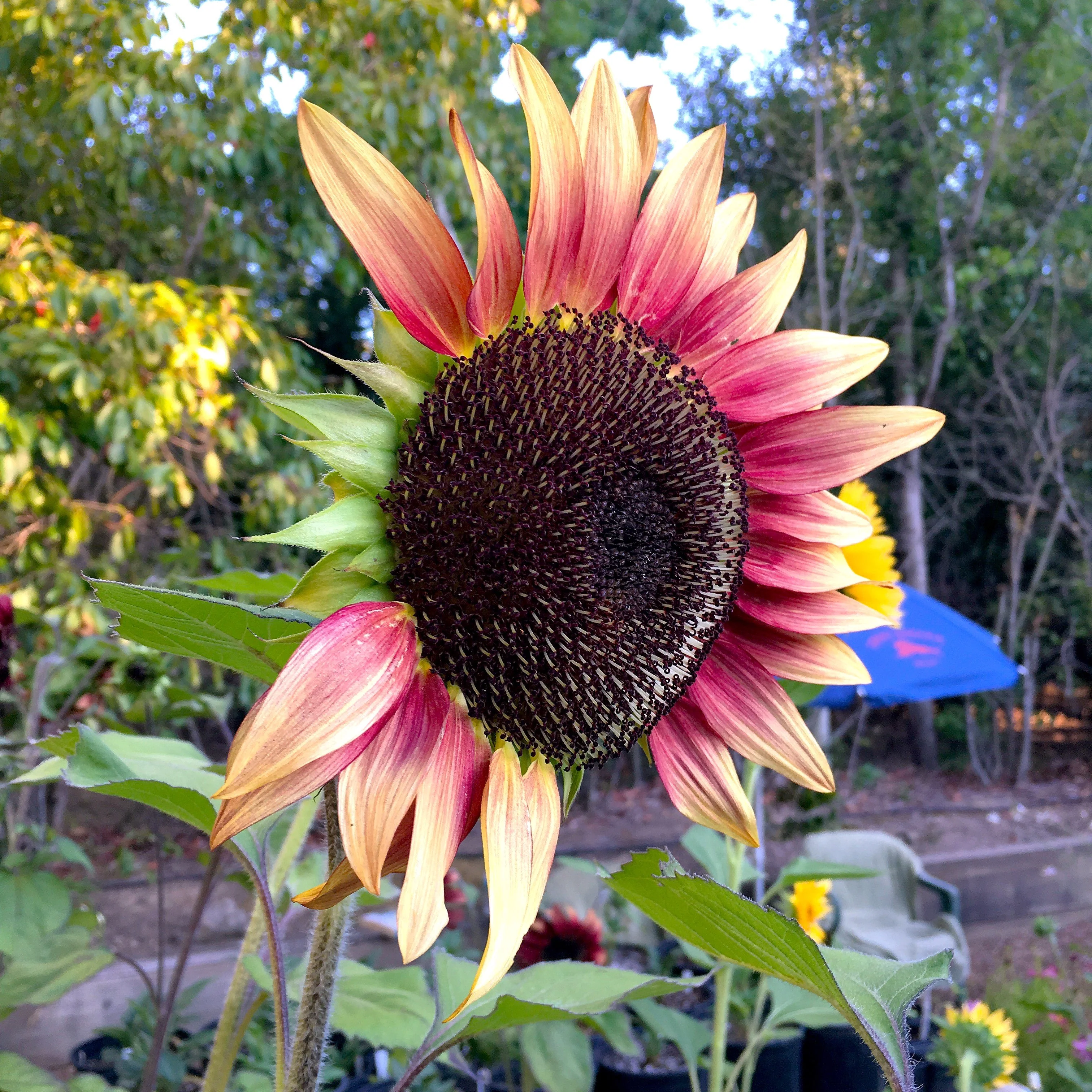 ProCut Plum Sunflower - Image 7