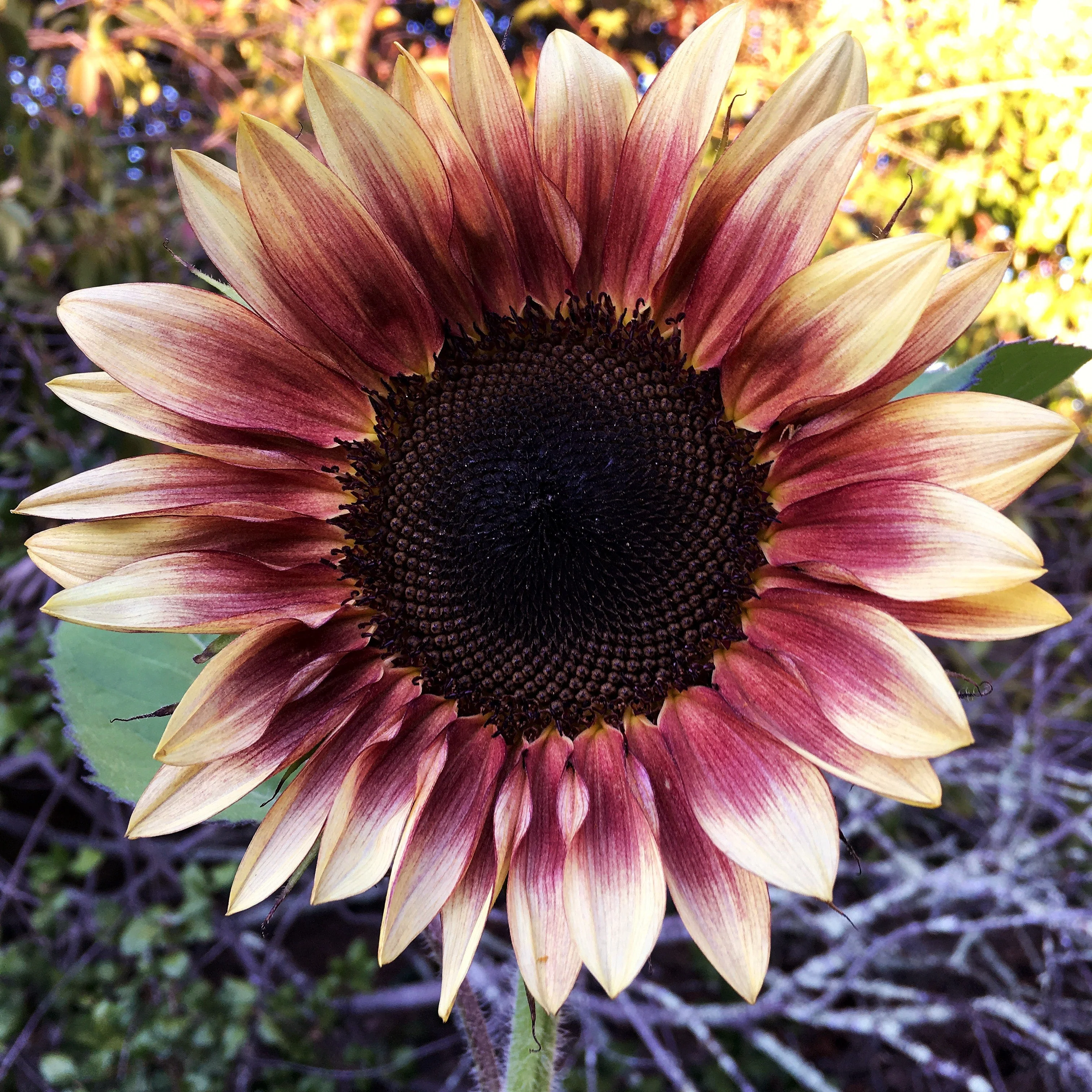 ProCut Plum Sunflower - Image 8