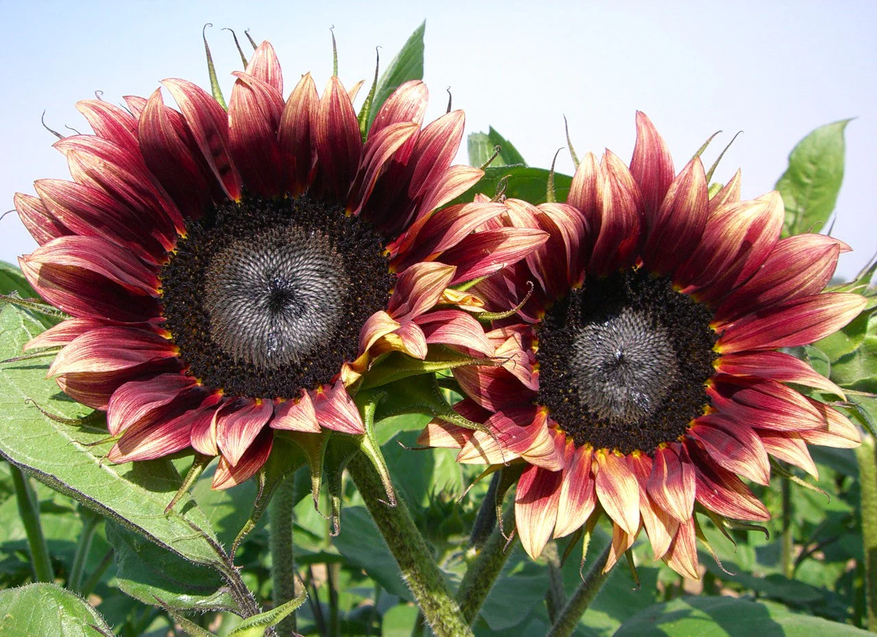 ProCut Plum Sunflower - Image 9