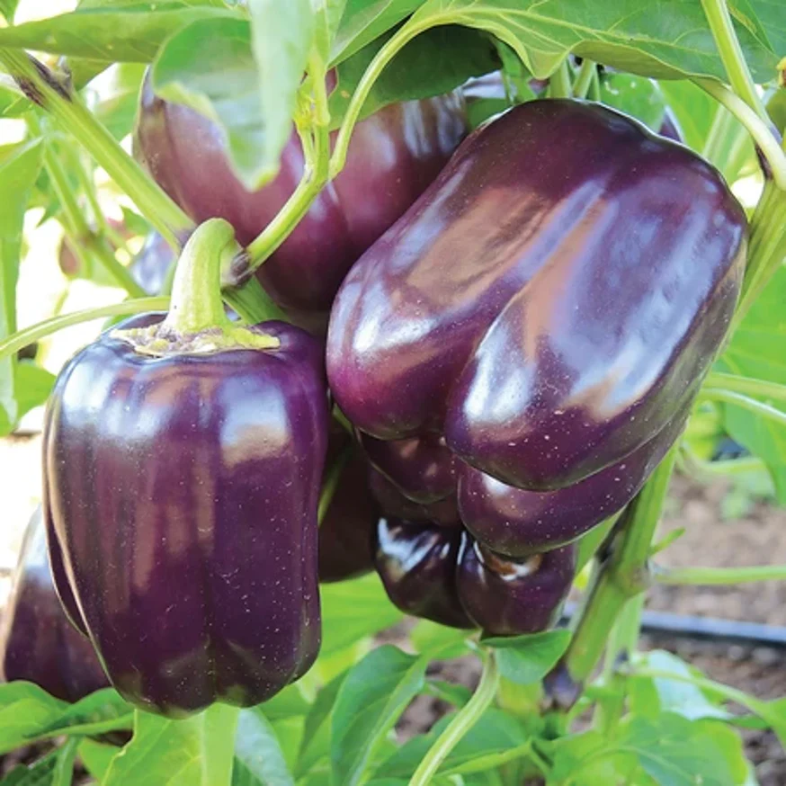 Purple Beauty Bell Pepper - Image 3