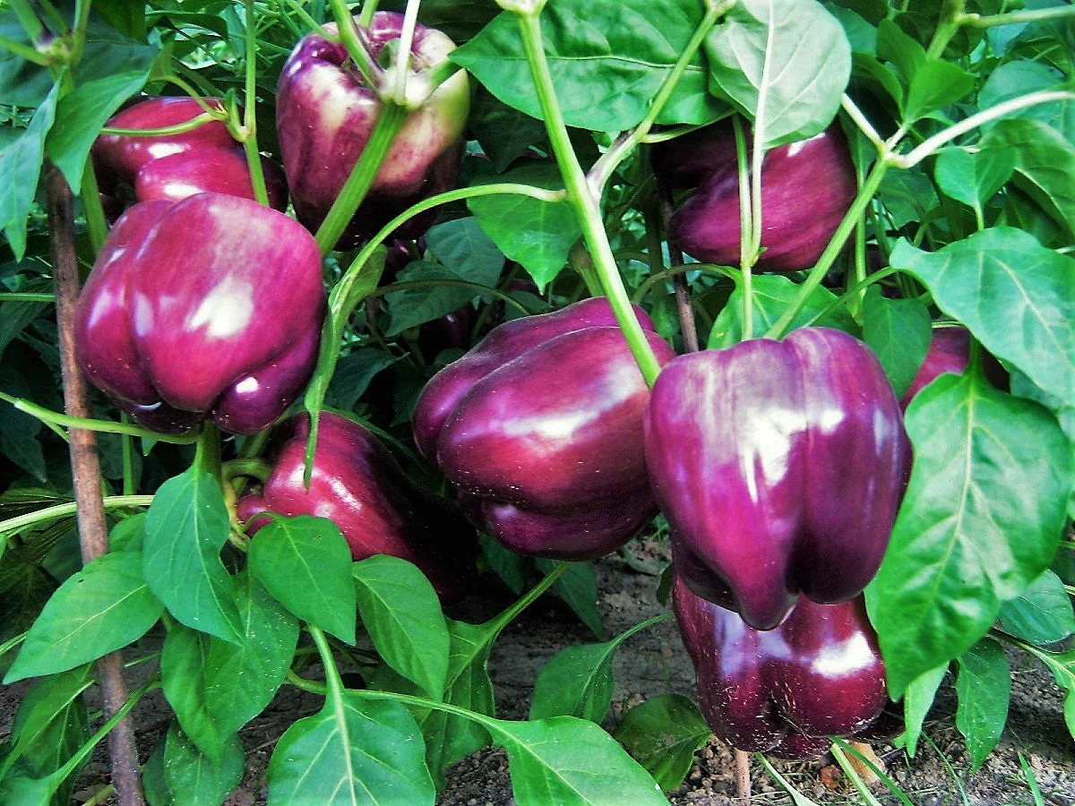 Purple Beauty Bell Pepper - Image 4