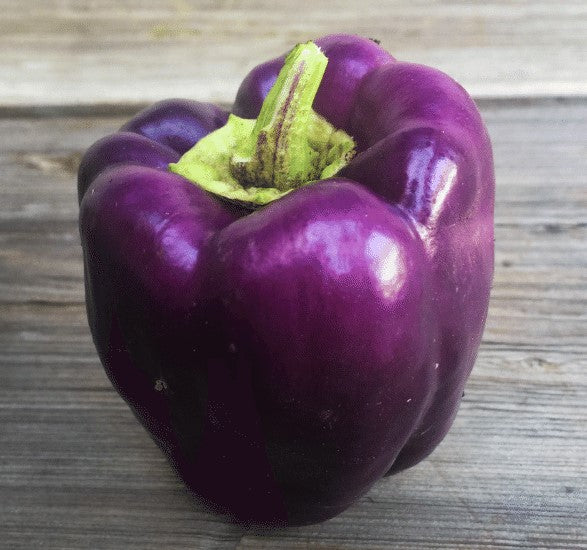 Purple Beauty Bell Pepper - Image 6