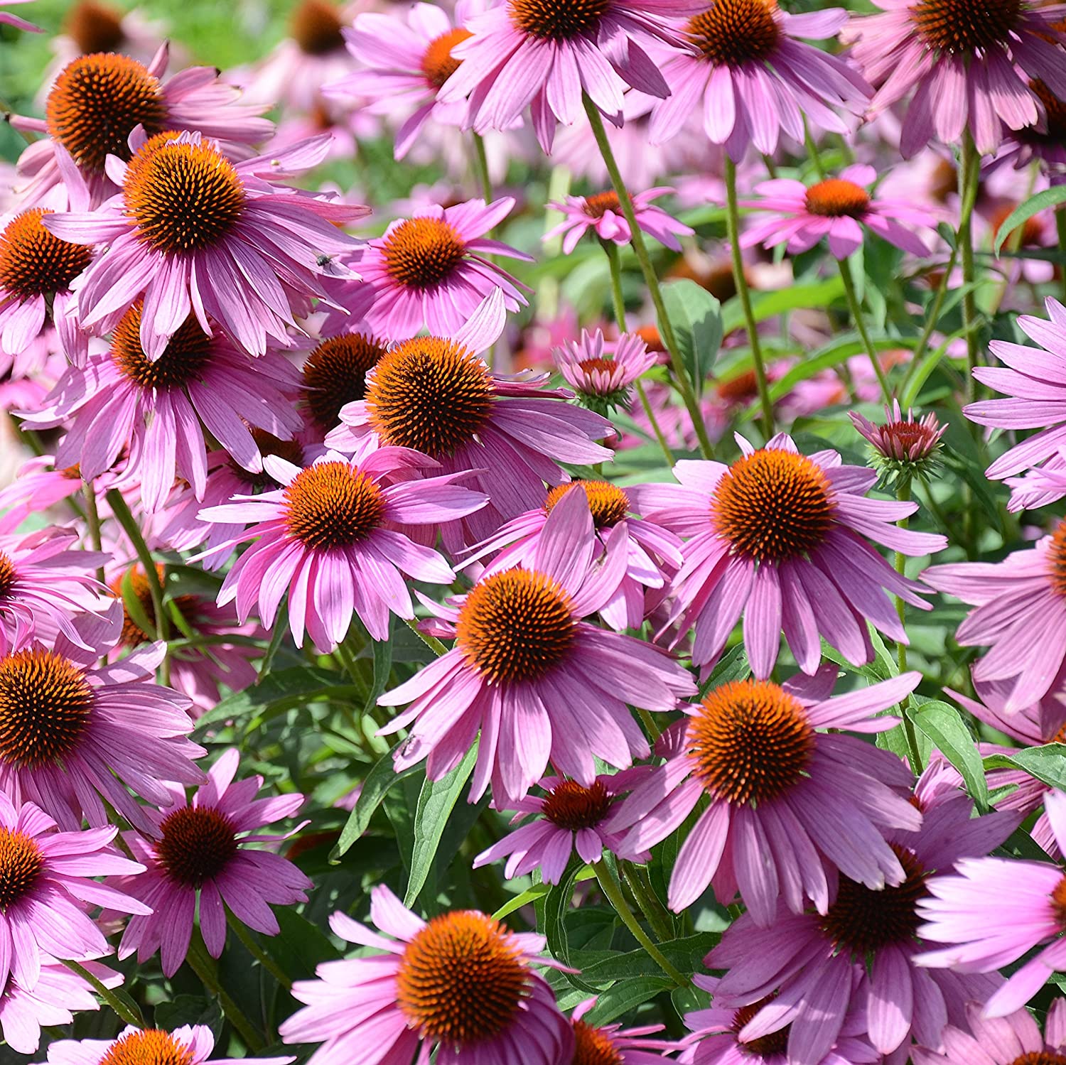 Purple Coneflower - Image 3