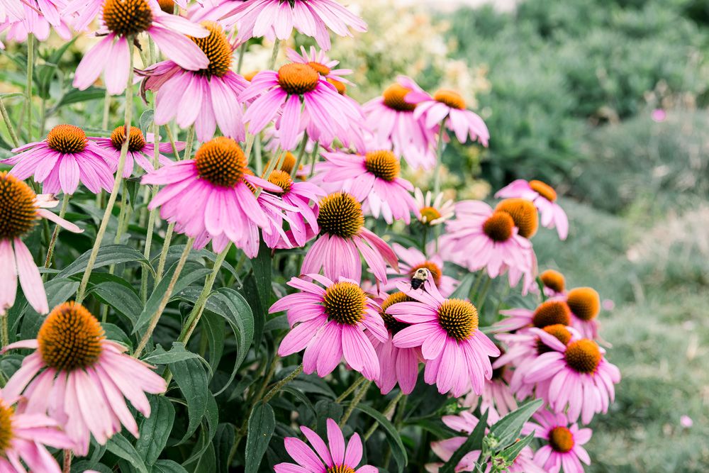 Purple Coneflower - Image 4
