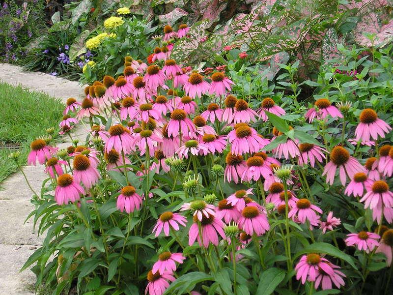 Purple Coneflower - Image 5