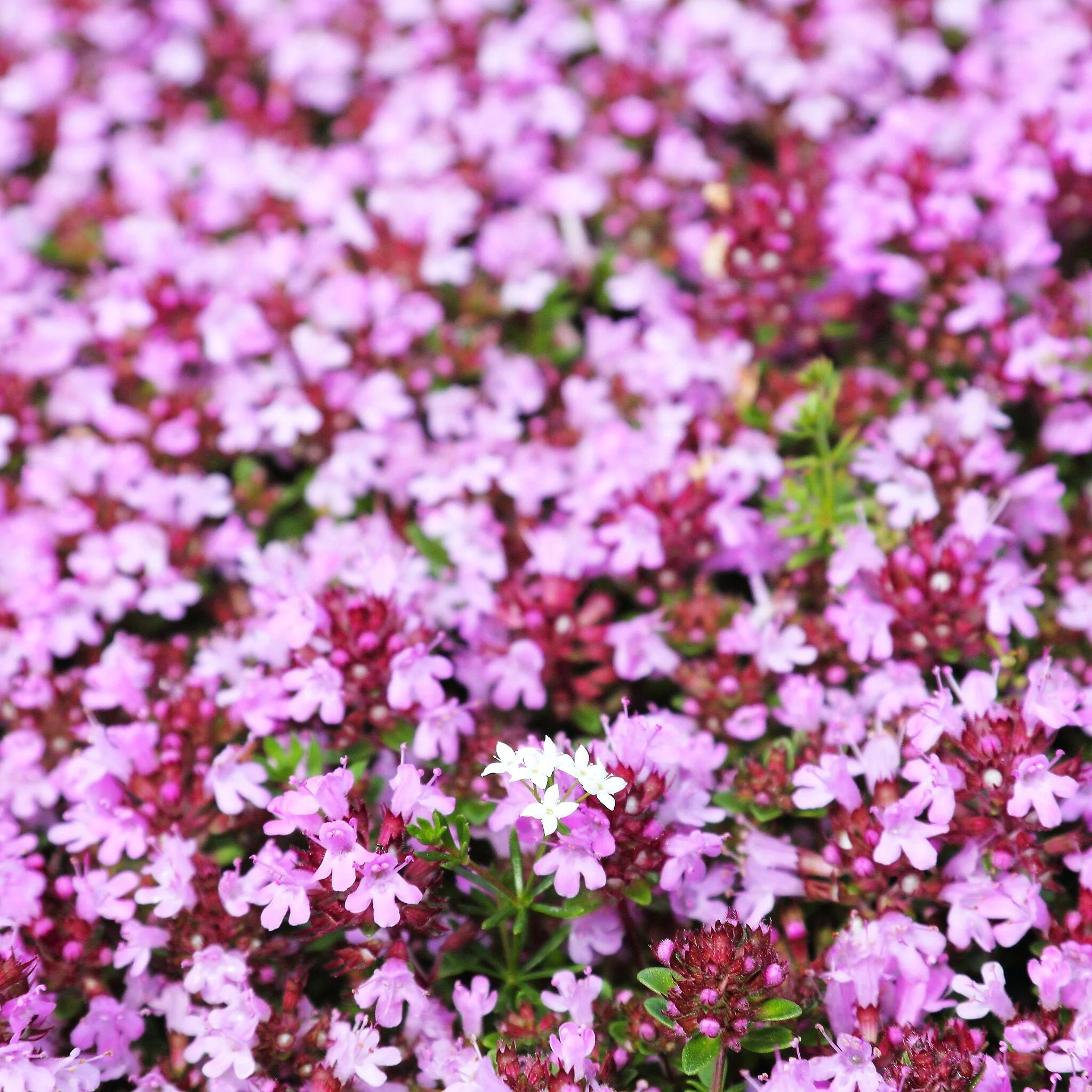 Purple Creeping Thyme - Image 10