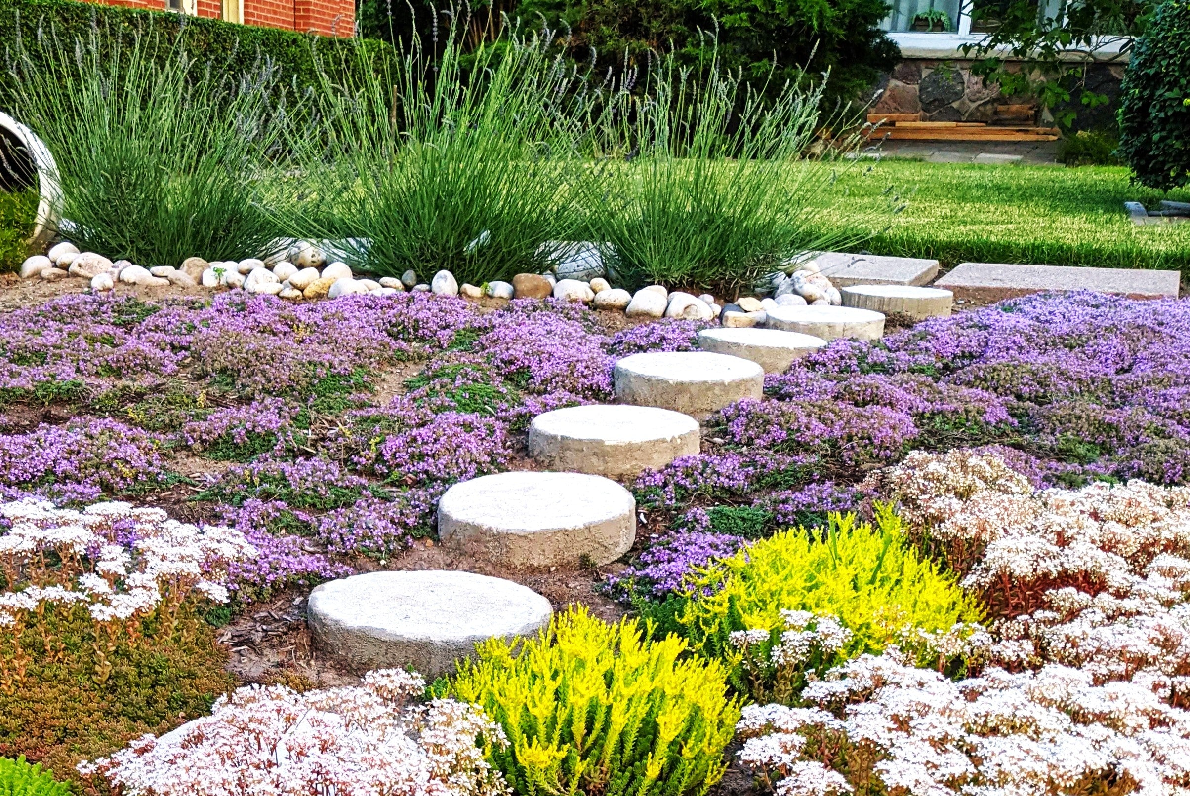 Purple Creeping Thyme - Image 4