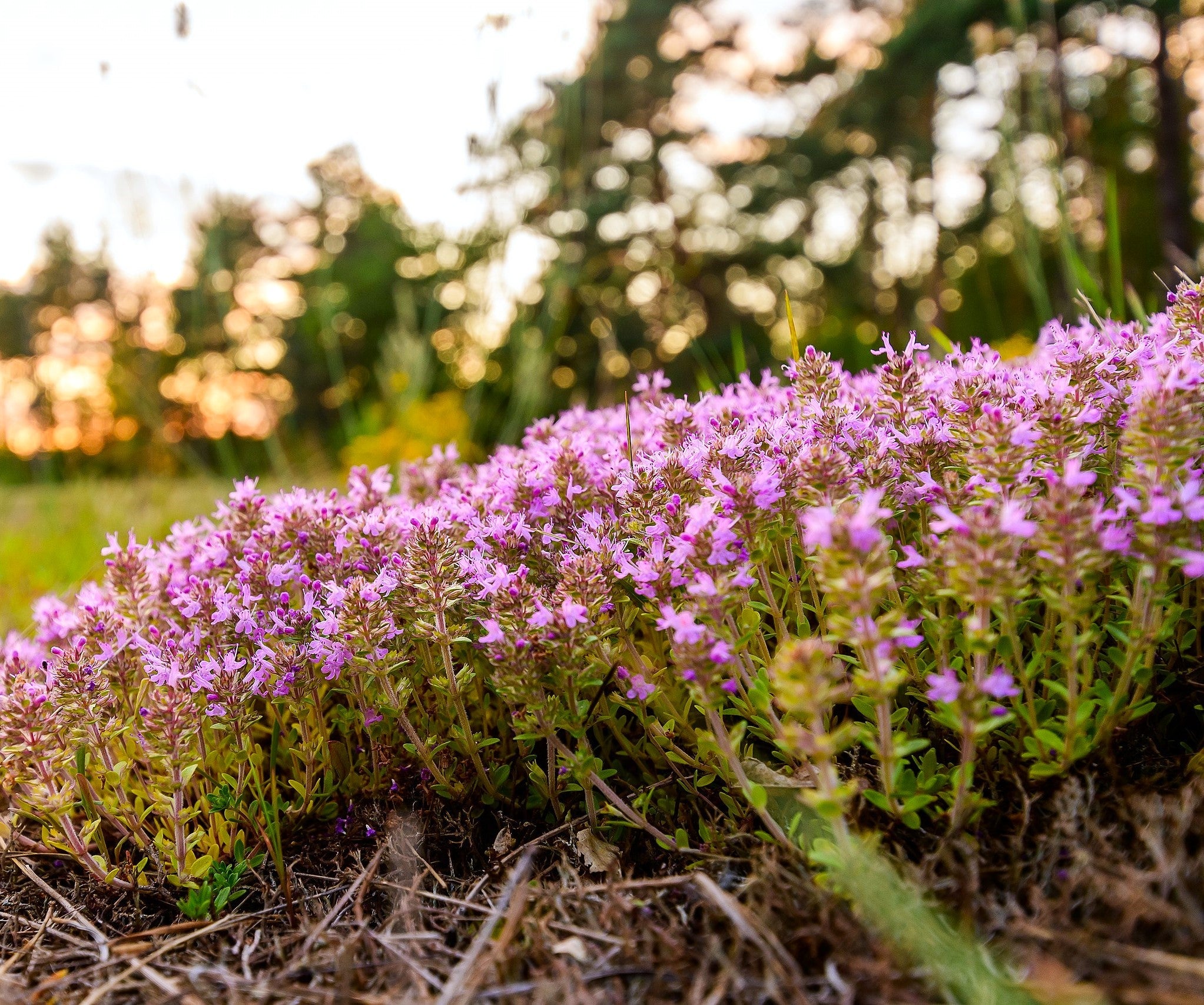 Purple Creeping Thyme - Image 5