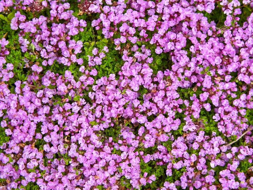 Purple Creeping Thyme - Image 6
