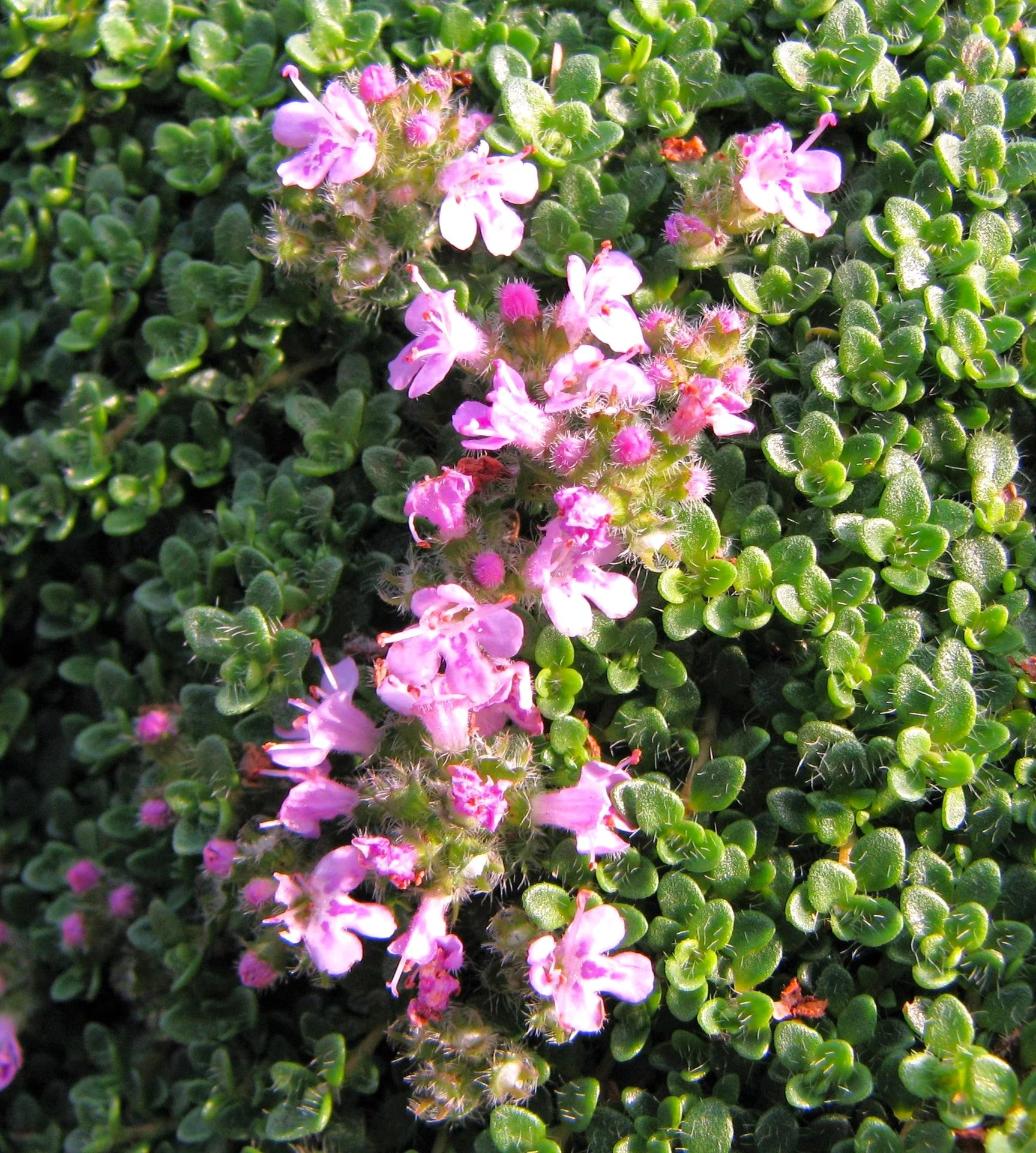 Purple Creeping Thyme - Image 7