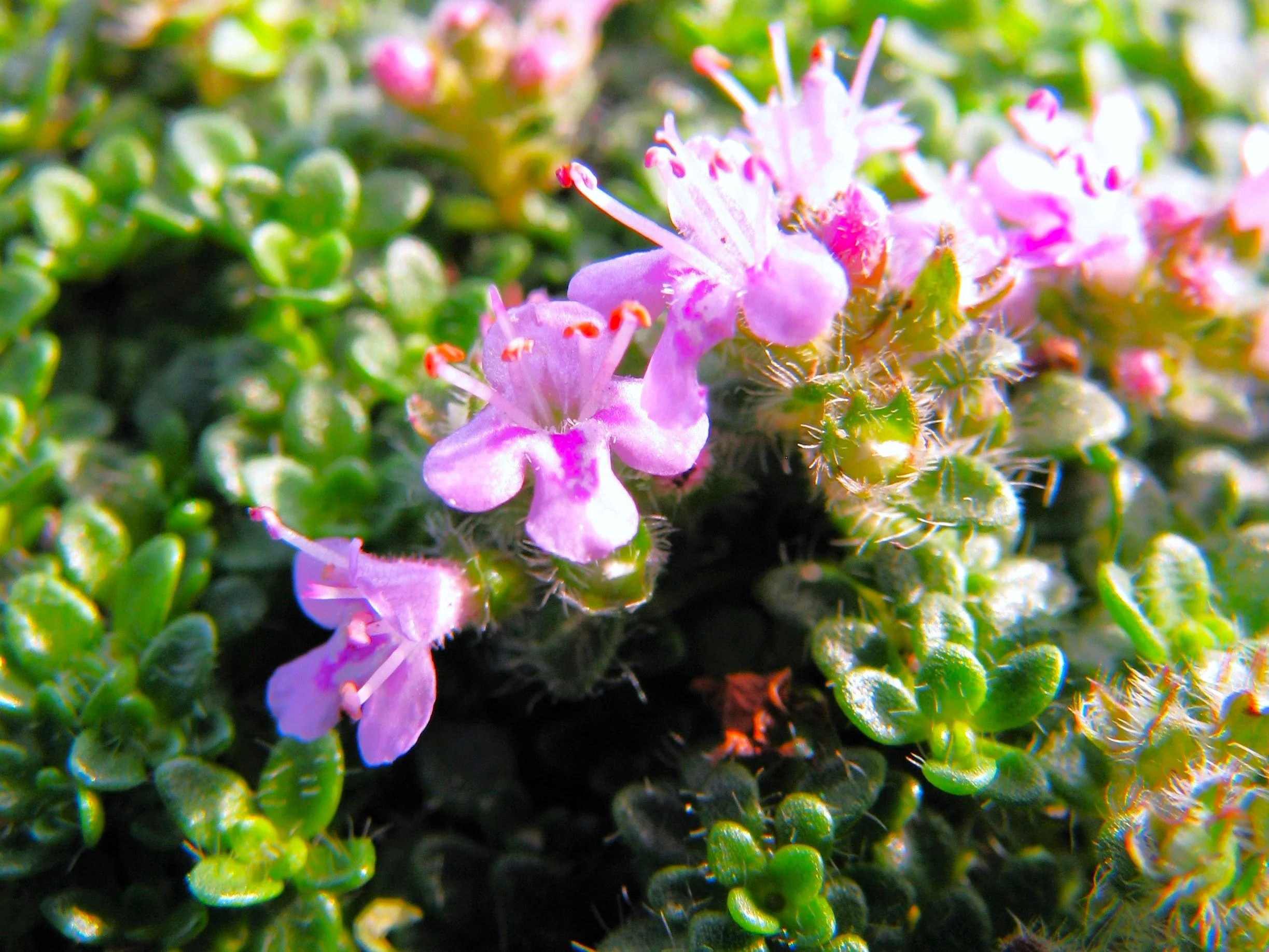 Purple Creeping Thyme - Image 8