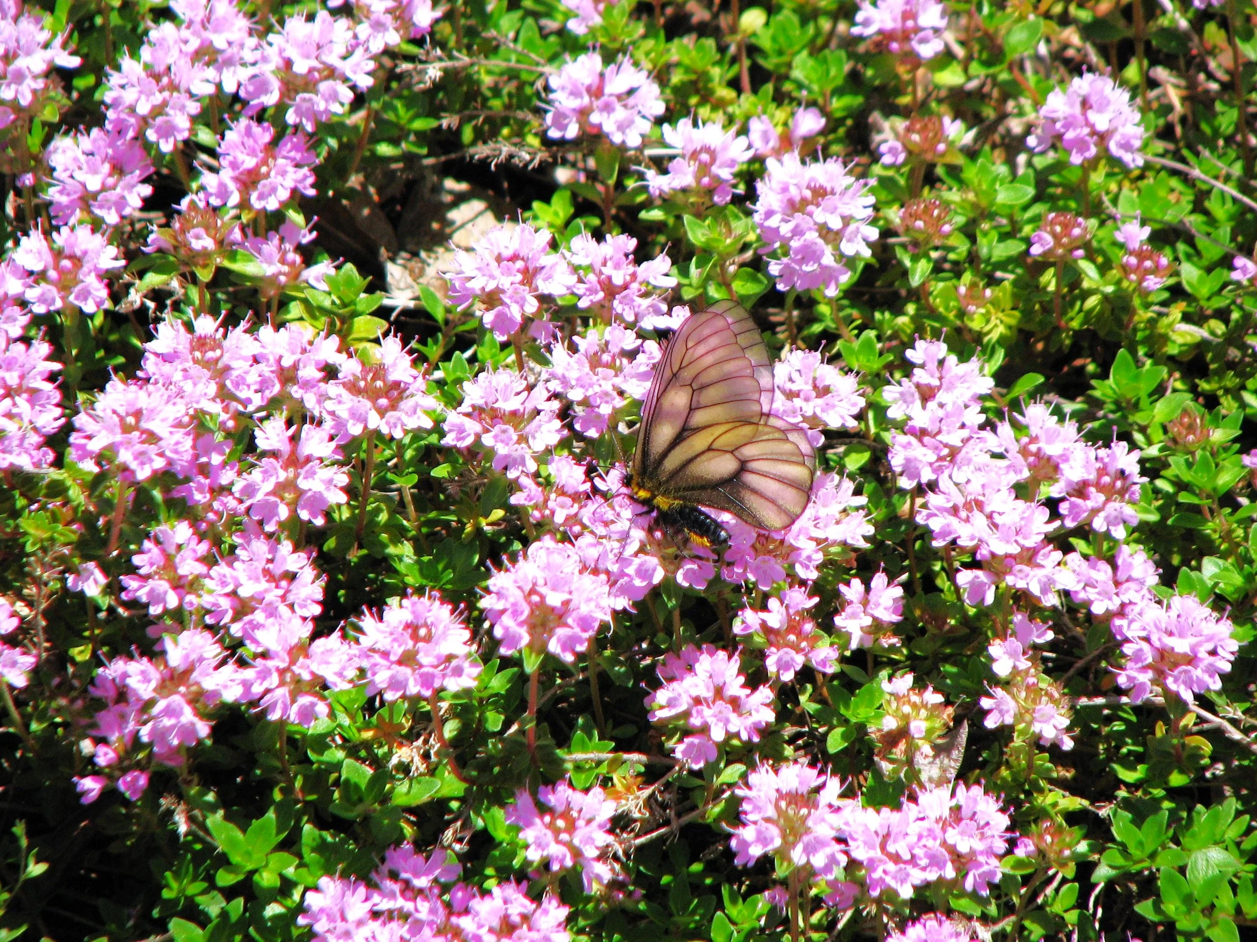 Purple Creeping Thyme - Image 9