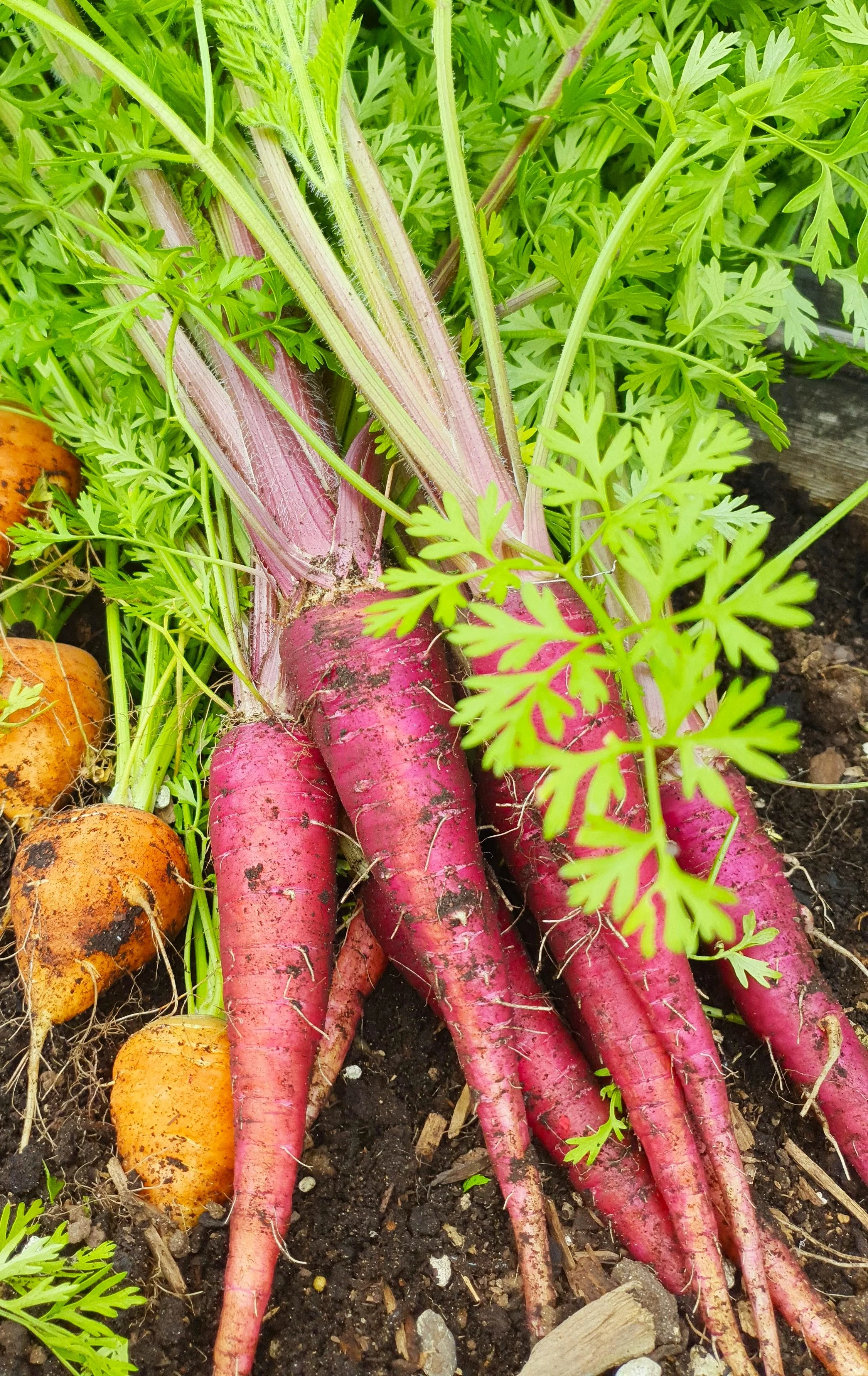 Purple Dragon Carrot - Image 4