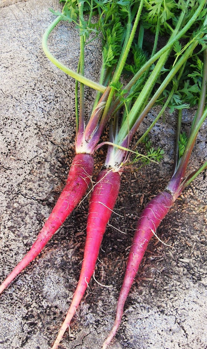 Purple Dragon Carrot - Image 5