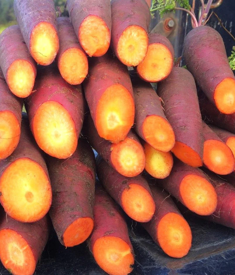 Purple Dragon Carrot - Image 6