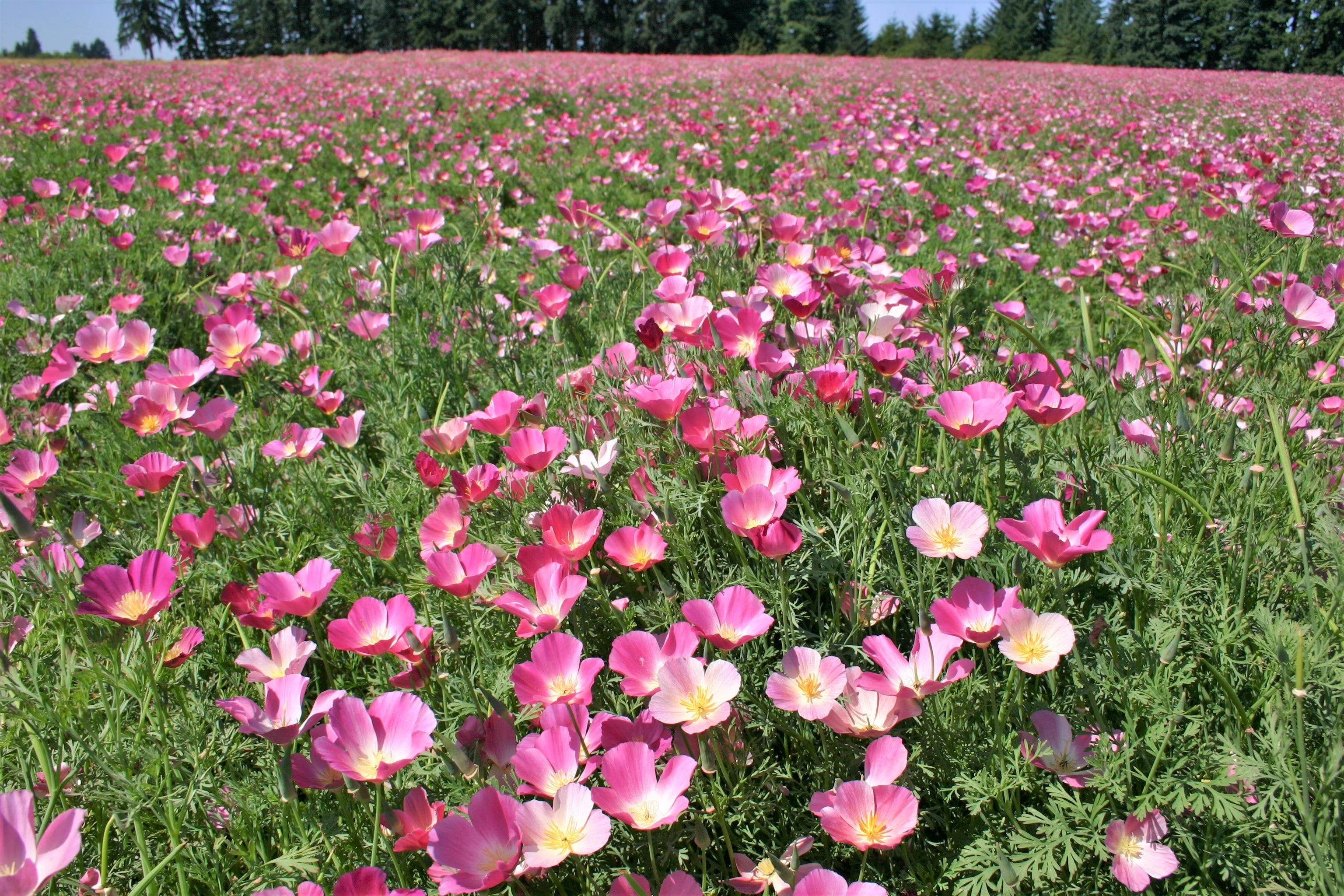 Purple Gleam California Poppy - Image 3