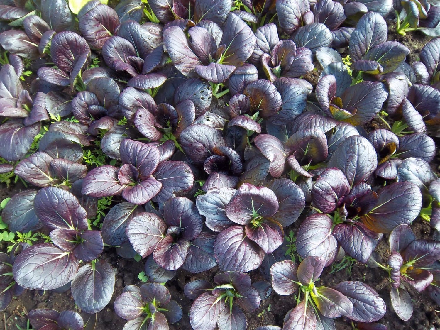 Purple Lady Bok Choy - Image 3