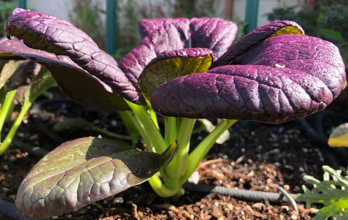 Purple Lady Bok Choy - Image 4