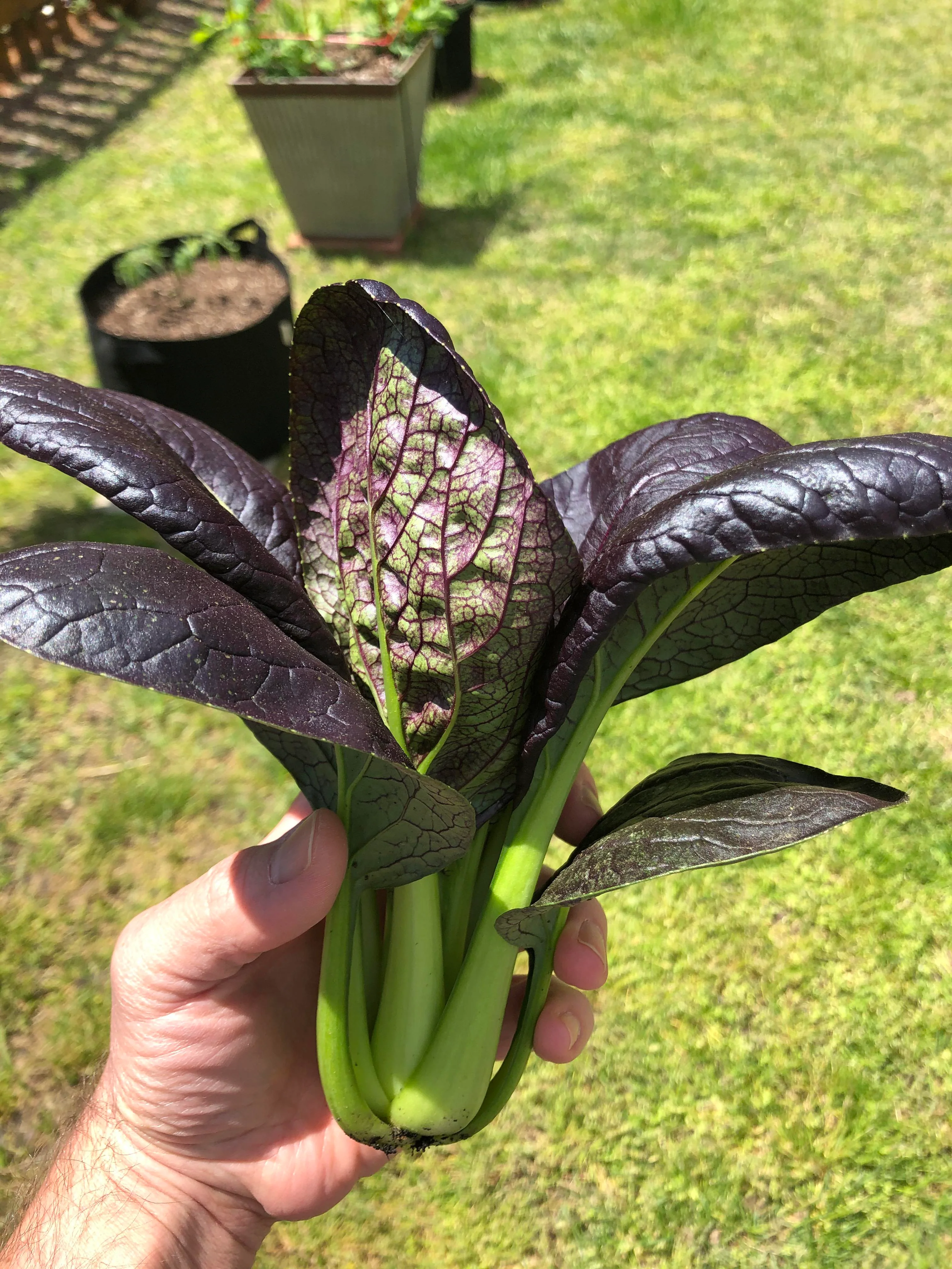 Purple Lady Bok Choy - Image 6