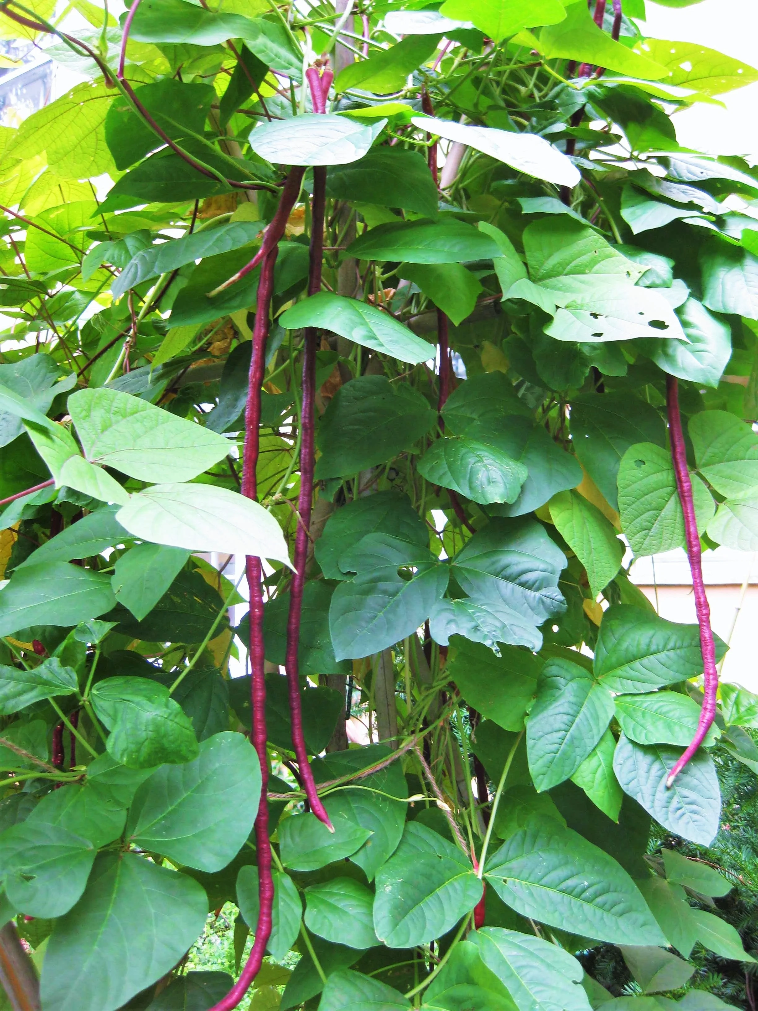 Purple Mart Yard Long Bean - Image 3
