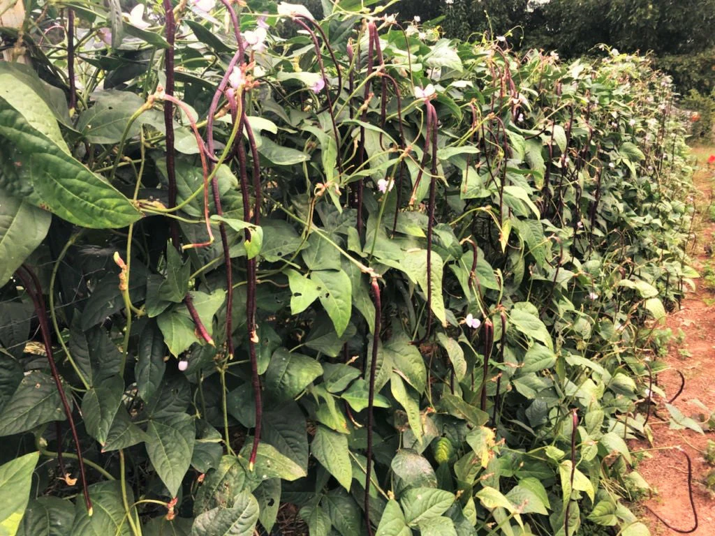 Purple Mart Yard Long Bean - Image 4