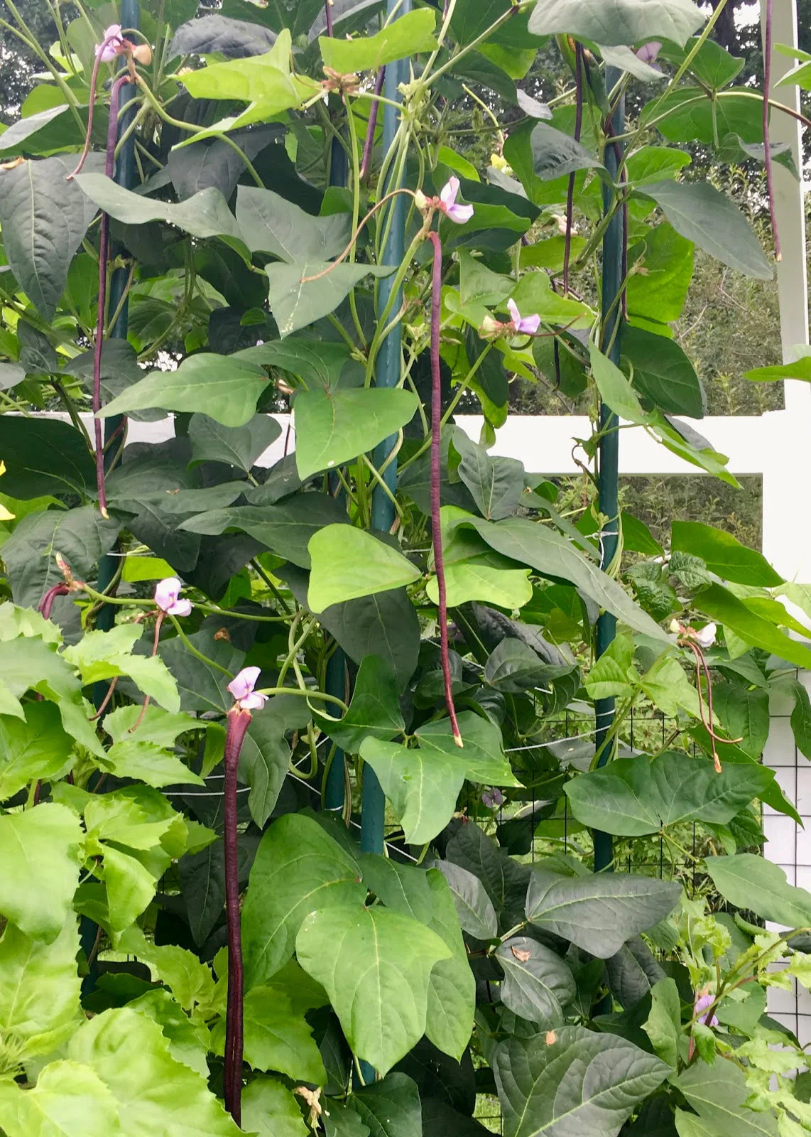 Purple Mart Yard Long Bean - Image 5
