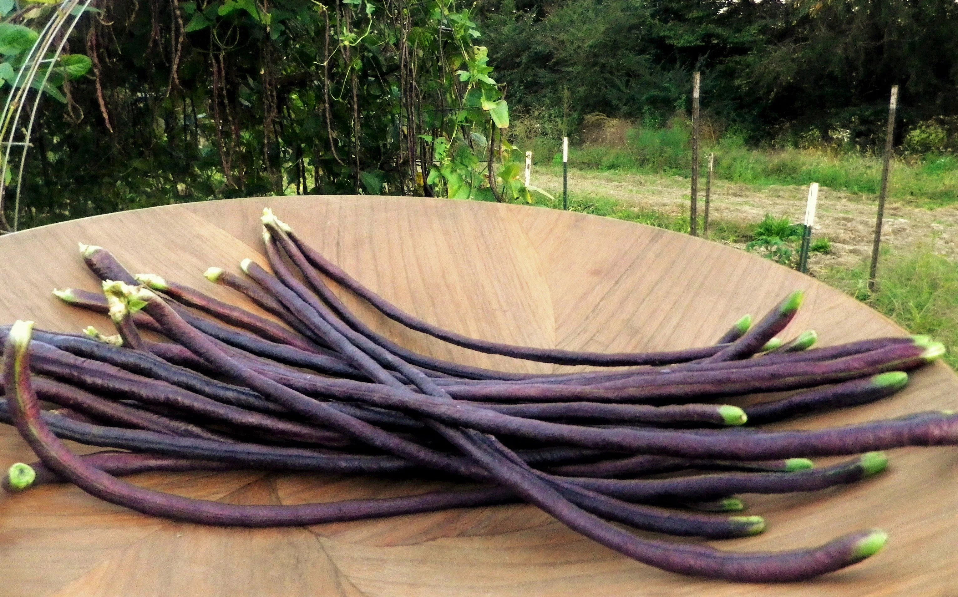Purple Mart Yard Long Bean - Image 6