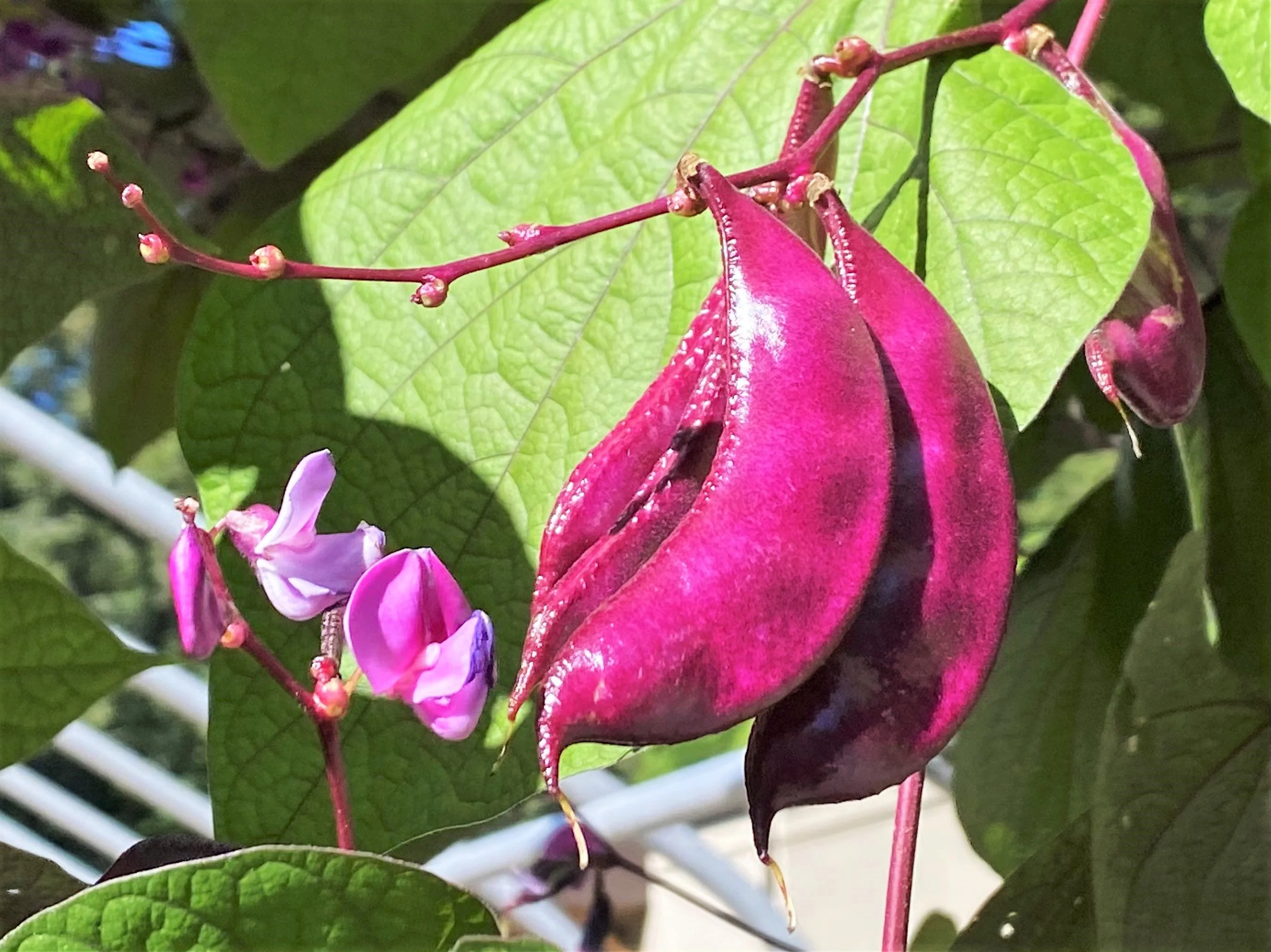 Purple Moon Hyacinth Bean (Pole) - Image 3