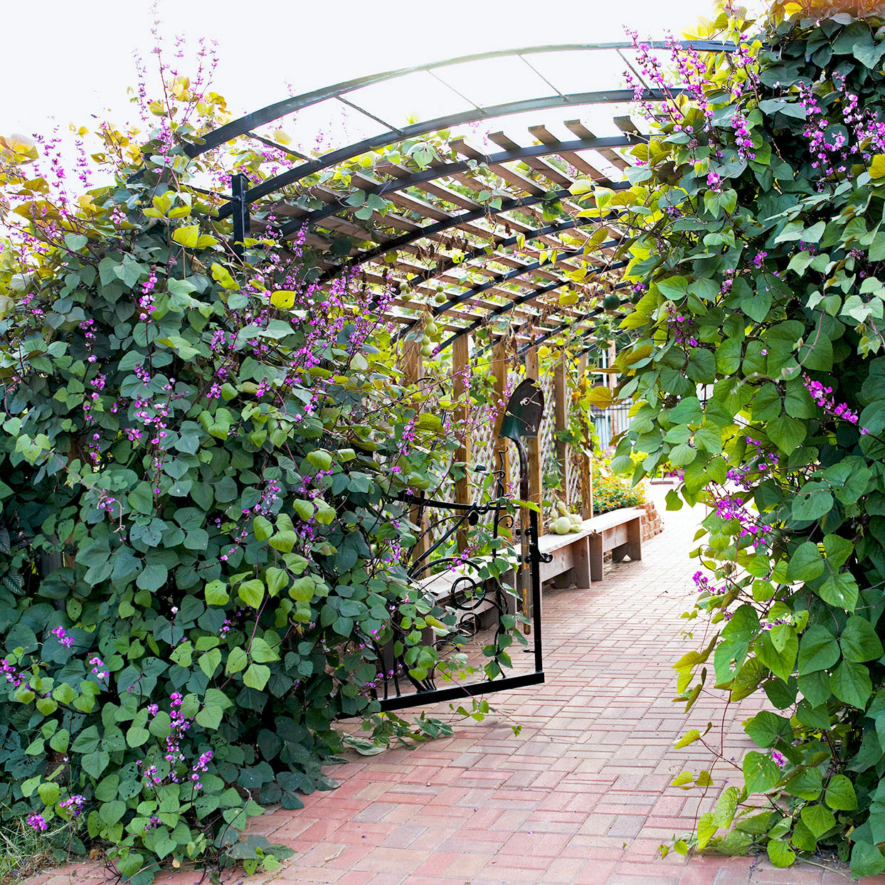 Purple Moon Hyacinth Bean (Pole) - Image 4