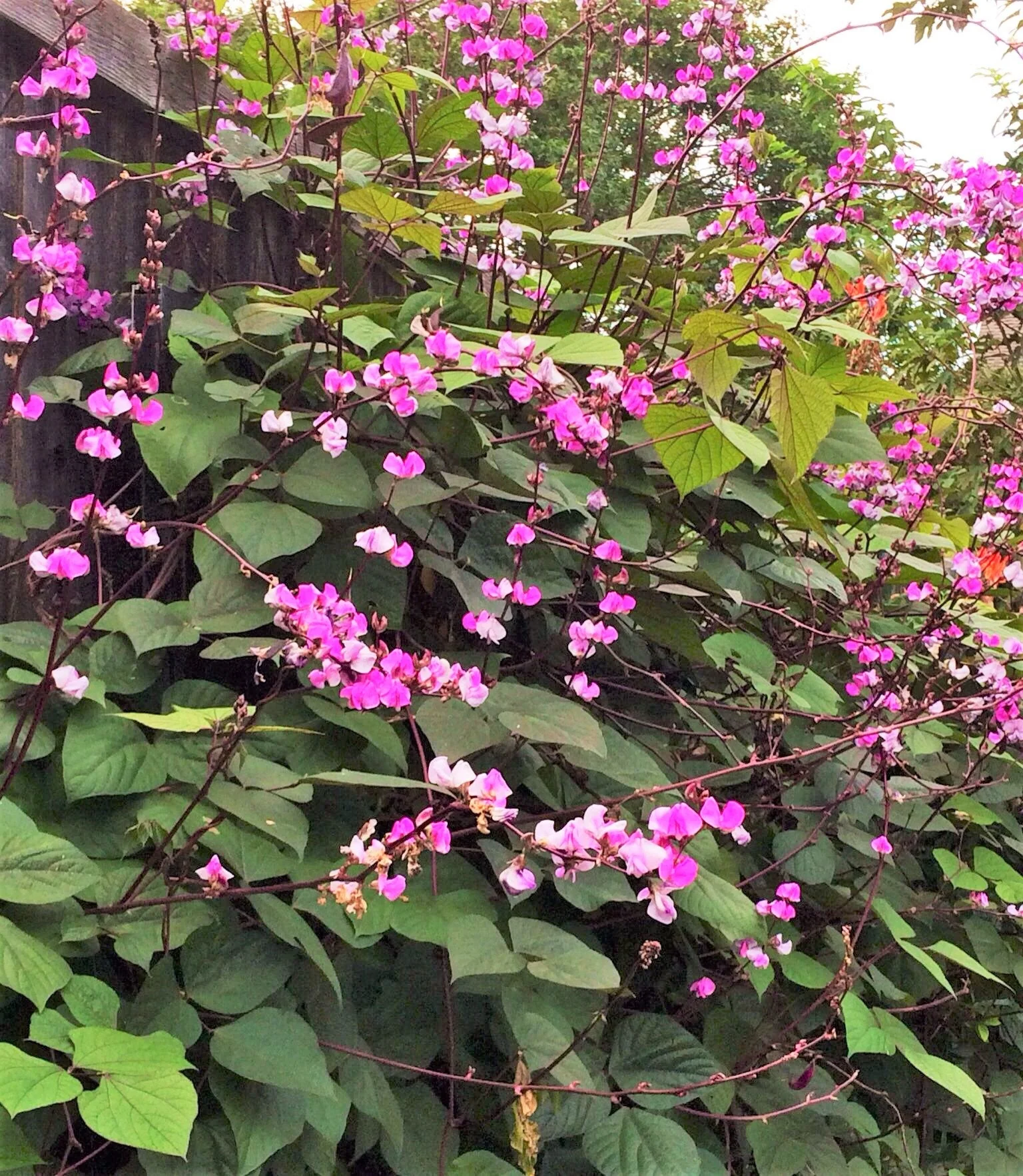 Purple Moon Hyacinth Bean (Pole) - Image 5