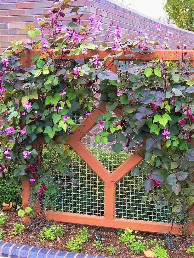 Purple Moon Hyacinth Bean (Pole) - Image 6