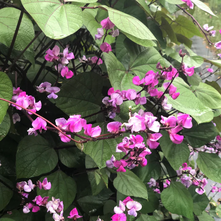 Purple Moon Hyacinth Bean (Pole) - Image 7