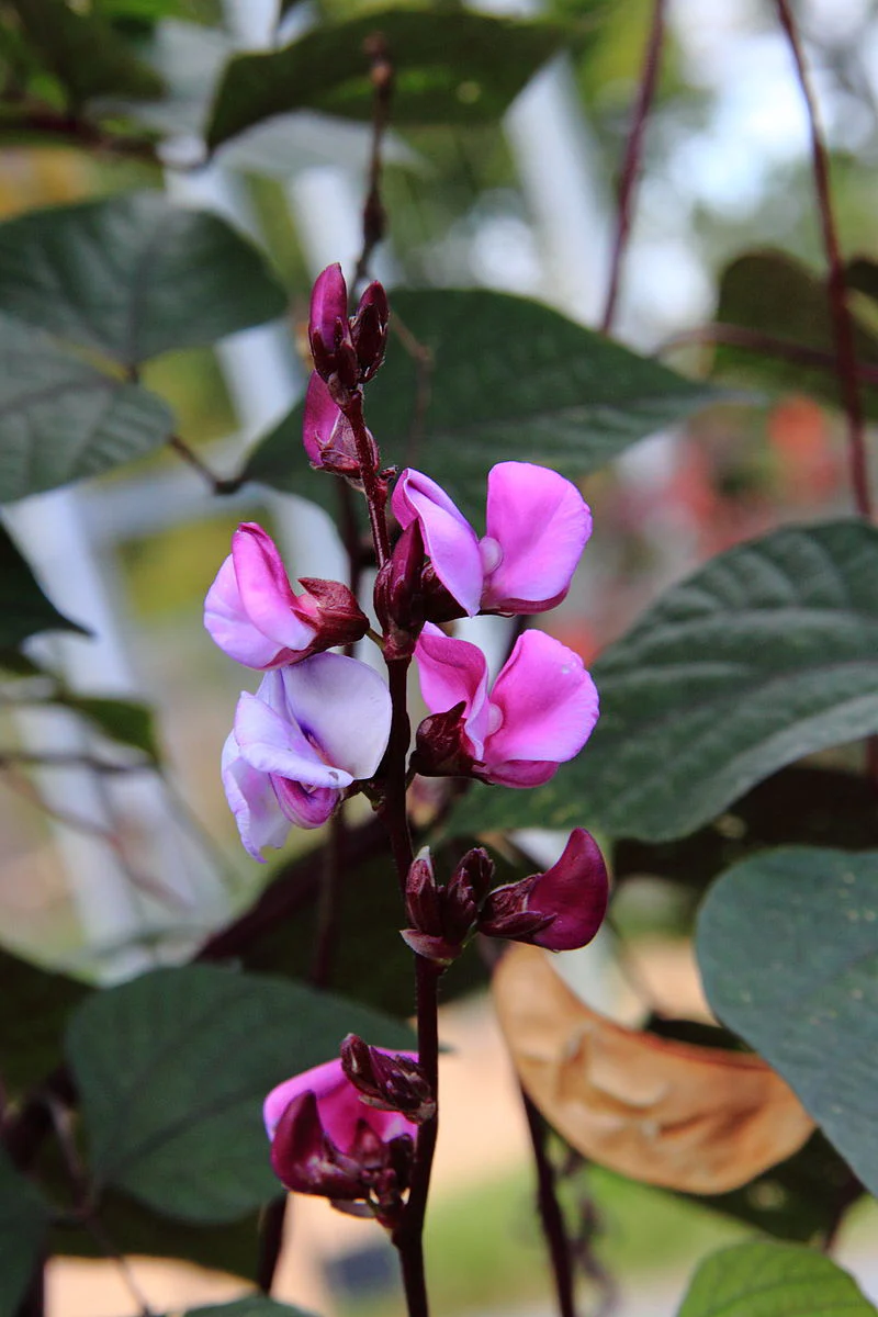 Purple Moon Hyacinth Bean (Pole) - Image 8