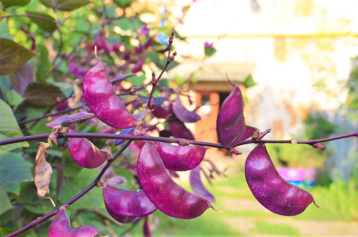 Purple Moon Hyacinth Bean (Pole) - Image 9