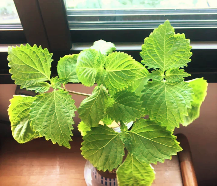 Purple Perilla (Shiso) - Image 11