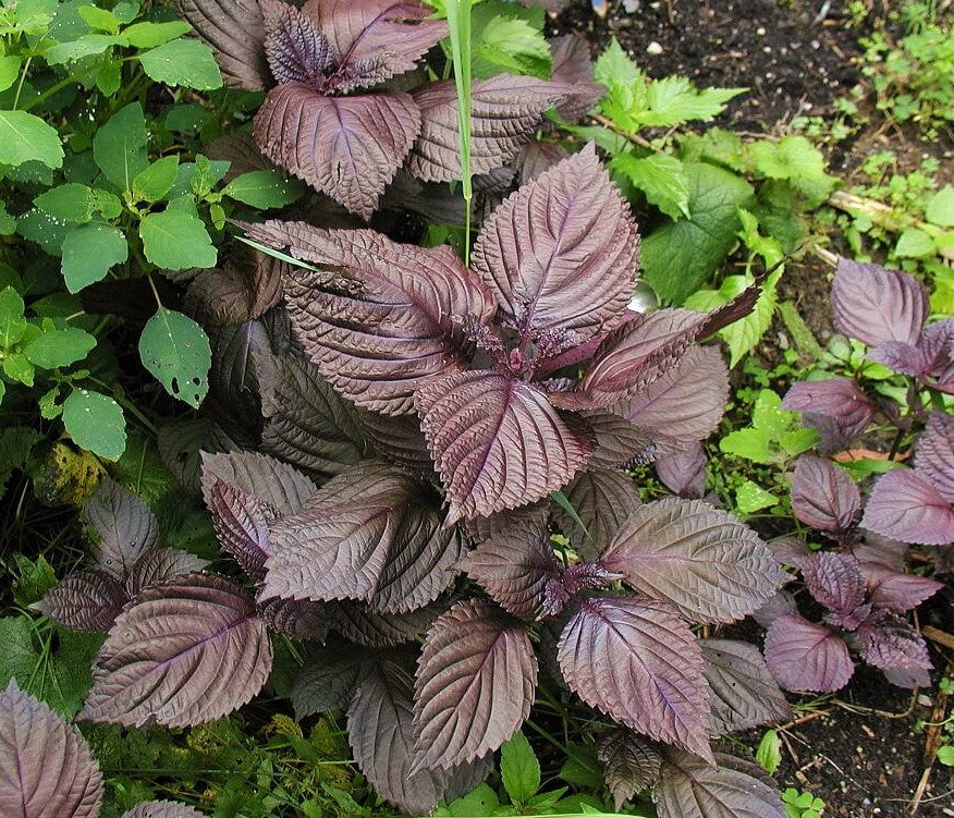 Purple Perilla (Shiso) - Image 13