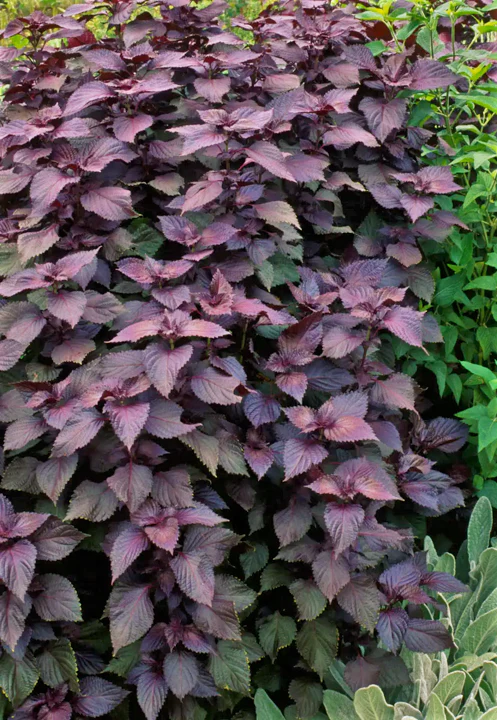 Purple Perilla (Shiso) - Image 3