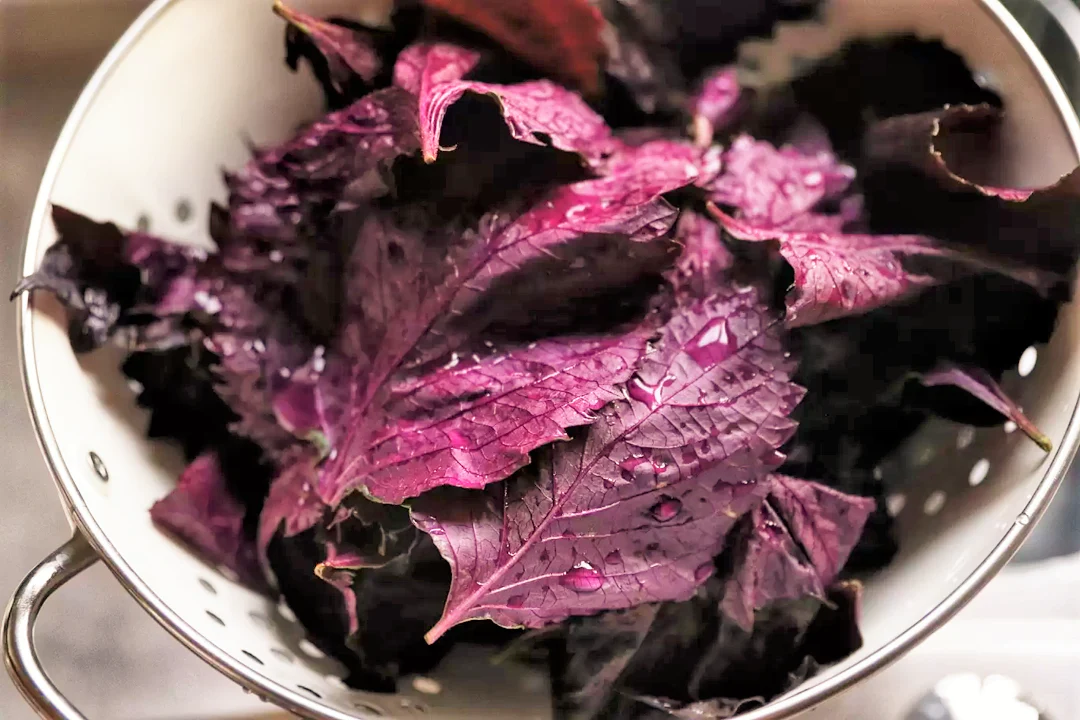 Purple Perilla (Shiso) - Image 4
