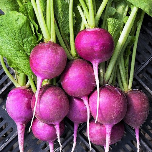 Purple Plum Radish