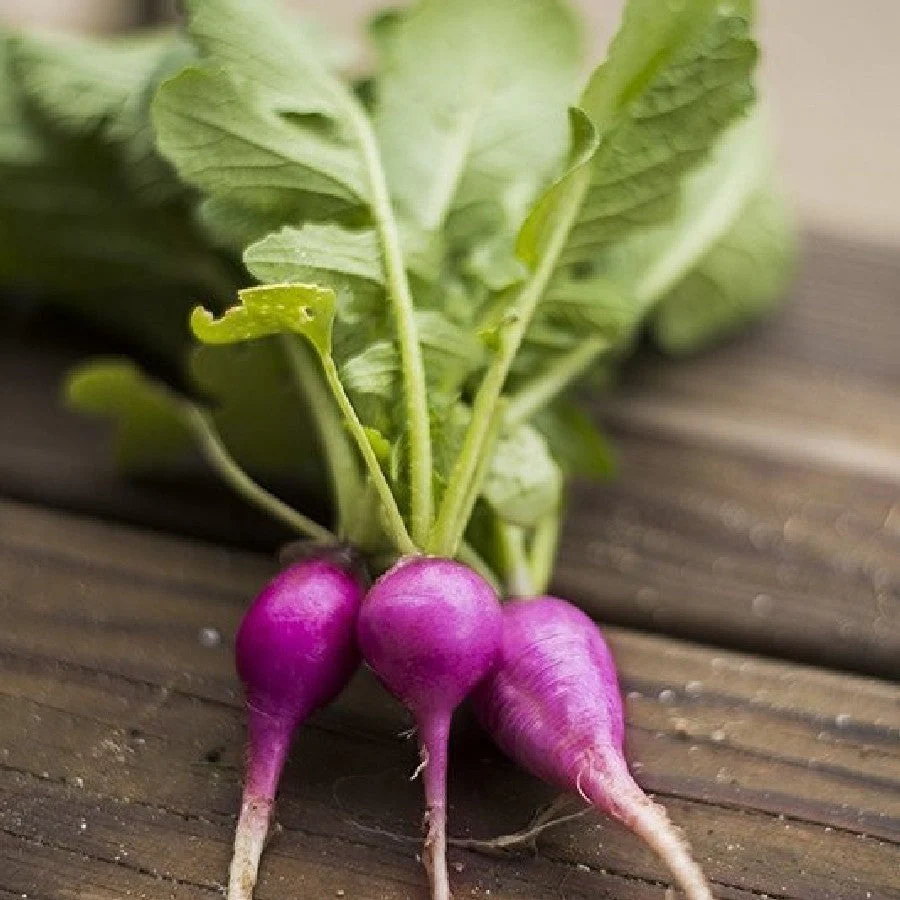 Purple Plum Radish - Image 2