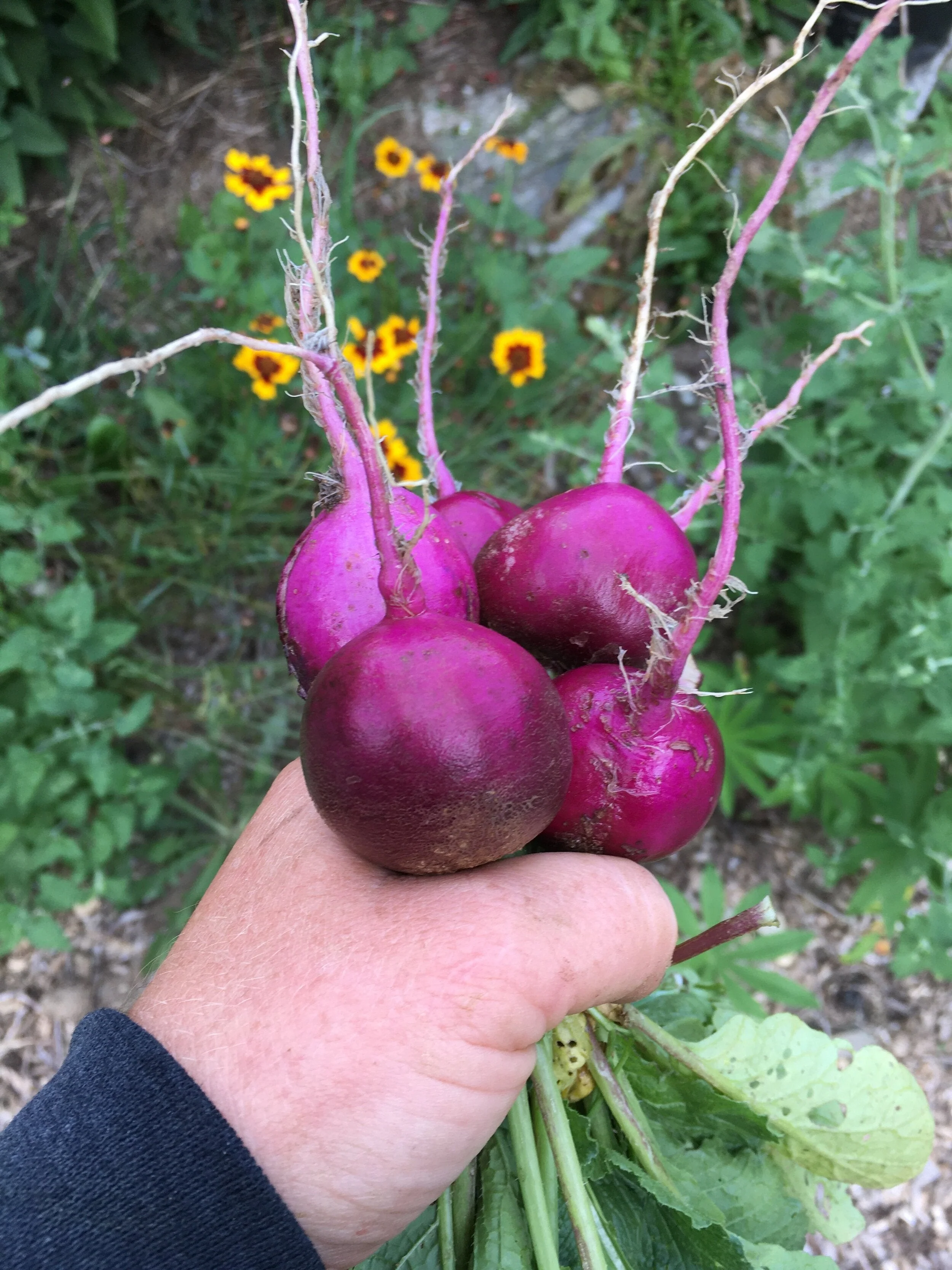 Purple Plum Radish - Image 3