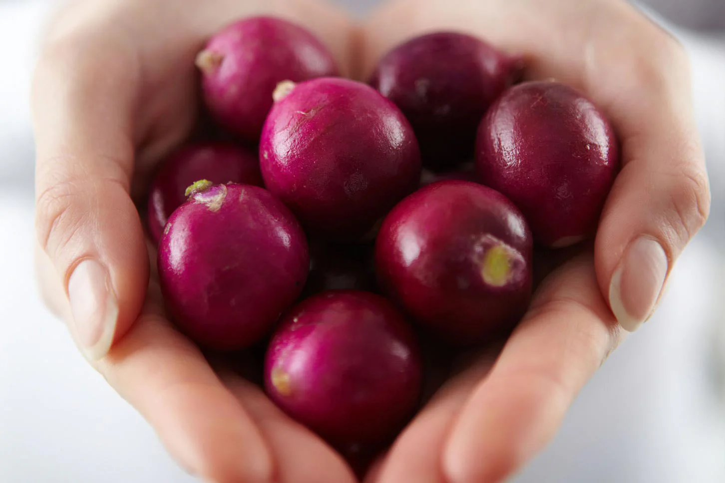Purple Plum Radish - Image 4