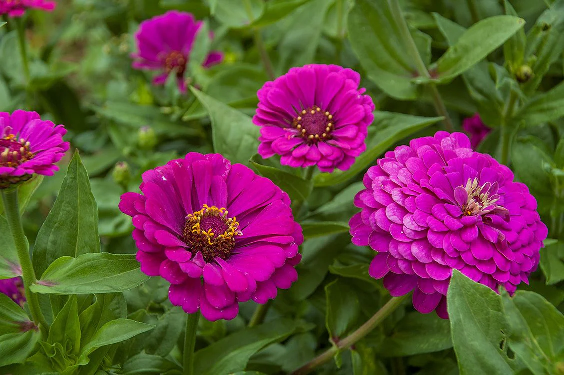 Purple Prince Zinnia - Image 3