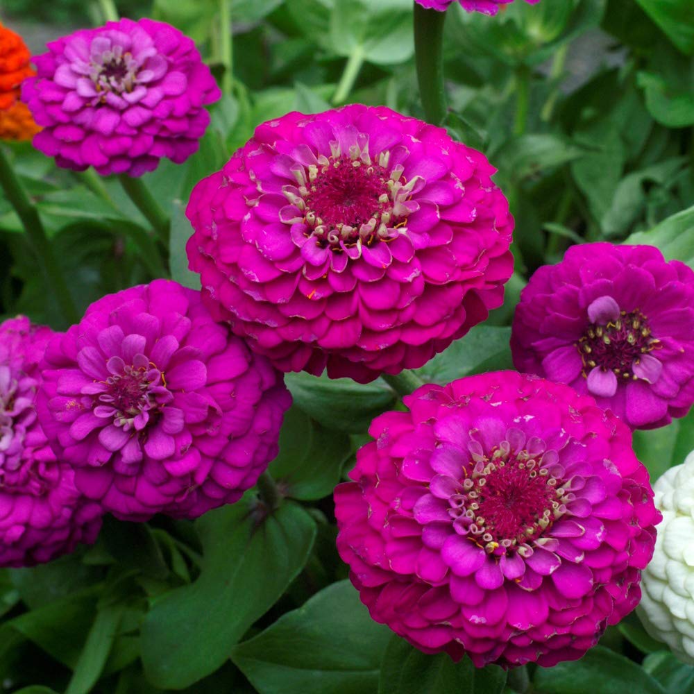 Purple Prince Zinnia - Image 4