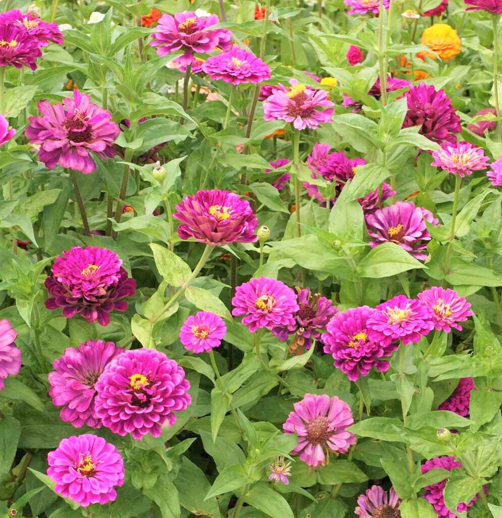 Purple Prince Zinnia - Image 5